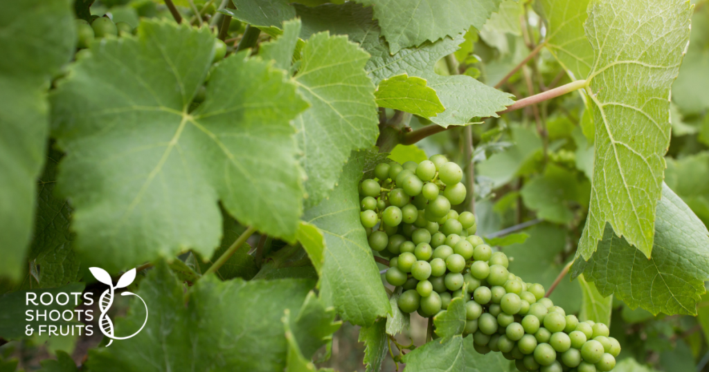 Grapes
