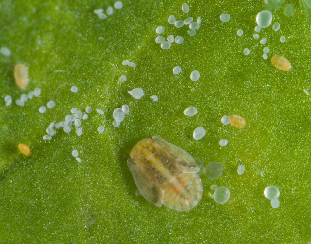 Zebra Chip Garlic Oil’s Effect on Tomato Potato Psyllid & Zebra Chip
