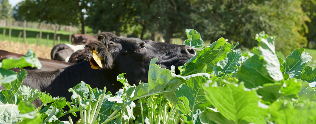 Comparing Dry Matter Yield Outcomes Using Biological Treatments on Corsa Kale 2 Cow in Corsa Kale