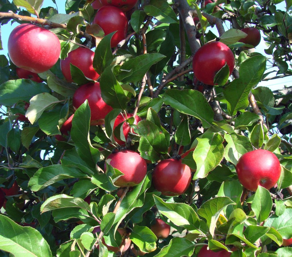 Red apples