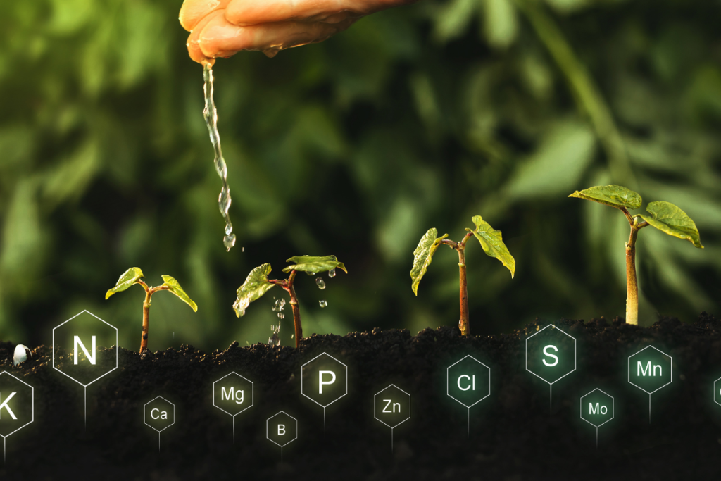 Three ways to ensure your home garden is getting enough Nitrogen
