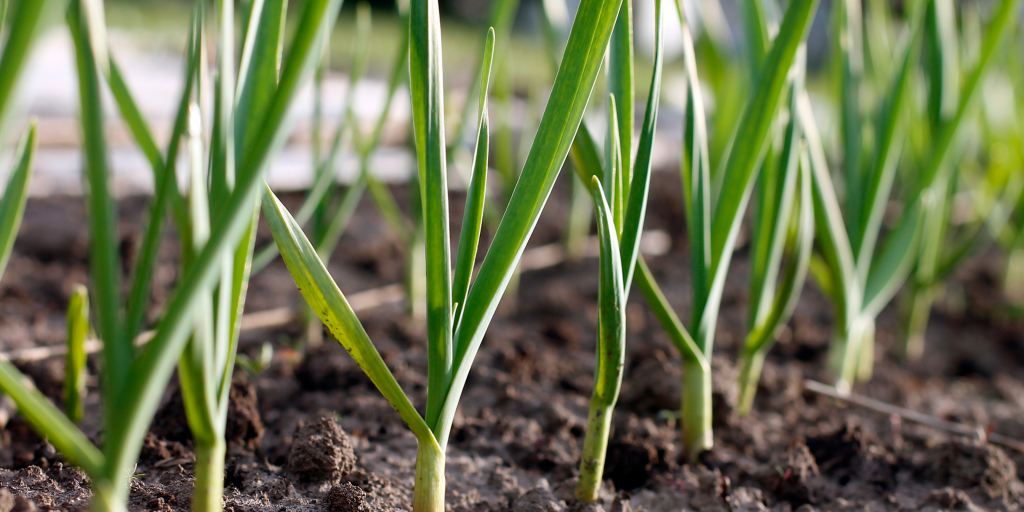 Grow Garlic for your plate and Garlic Spray for your Garden.