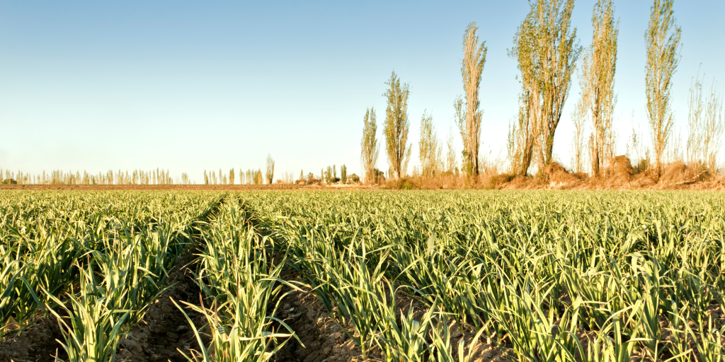 Boost Your Winter Crop Defense with Phoscare Phosphite.