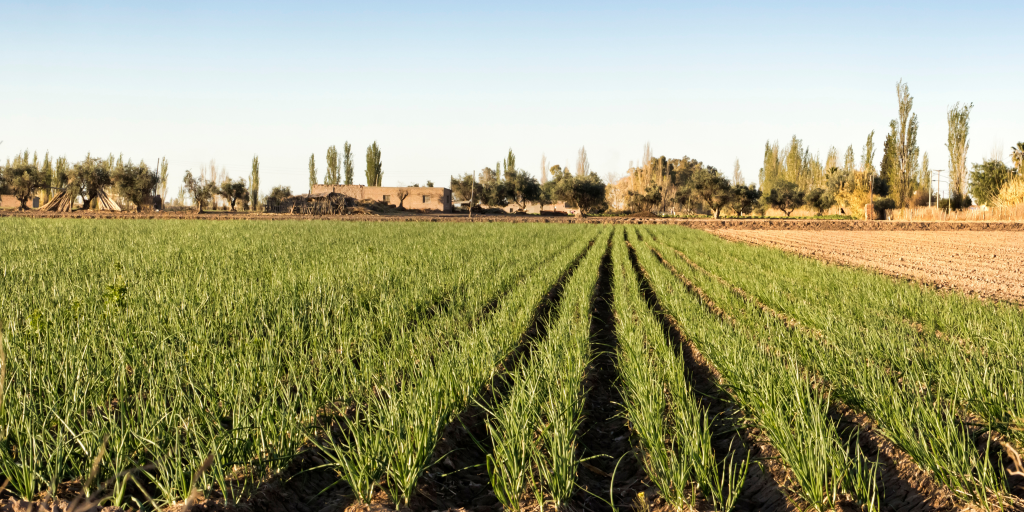 Growing onions for success in preventing Downey mildew with Phoscare and Mycorrhizal fungi.