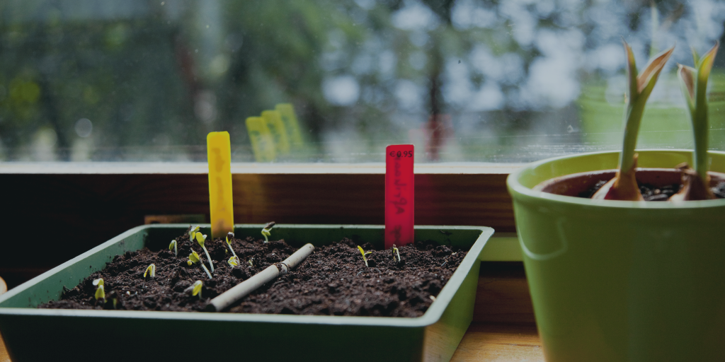 Plant spring veggie seeds using biological organisms.