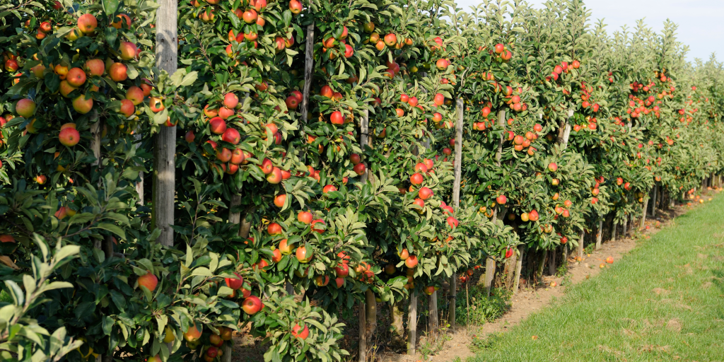 Maximise your planting potential by sowing seeds with Mycorrhizal fungi and biostimulants.