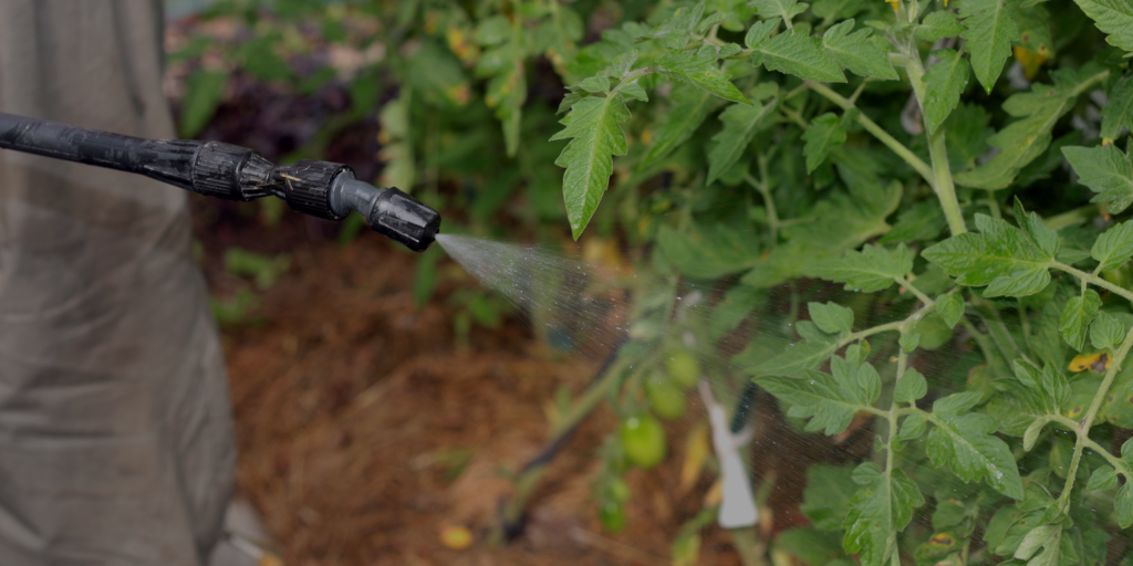 Boosting plant nutrition with foliar sprays - the role of biomin mineral nutrition