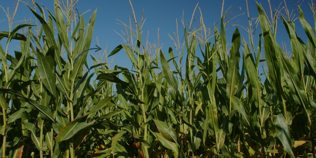 Commercial Blog - The synergy of biological organisms, mycorrhizal fungi and fulvic acid in boosting production