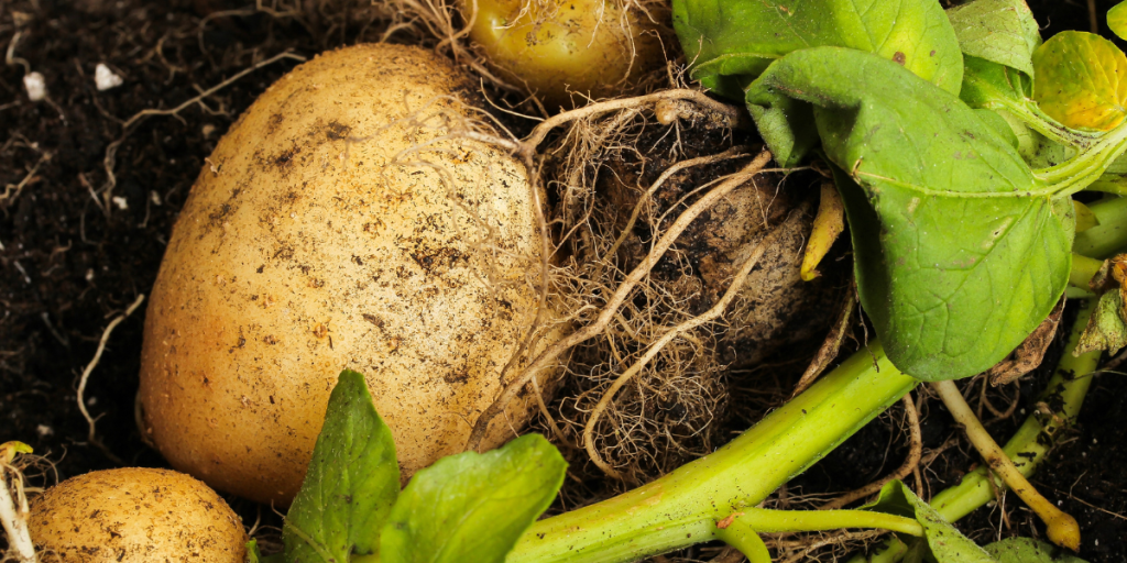 RSF Tomato Potato Psyllid and Biomin Calcium
