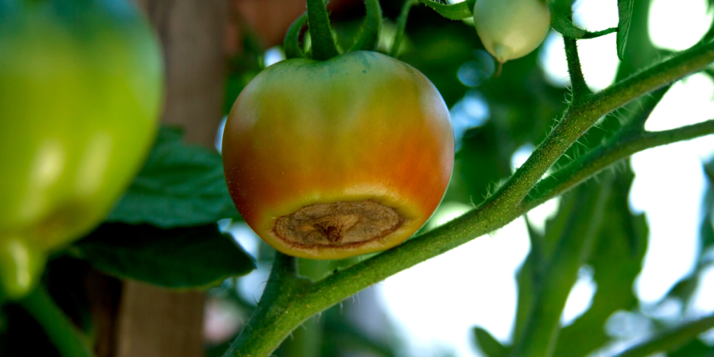 Preventing blossom end rot