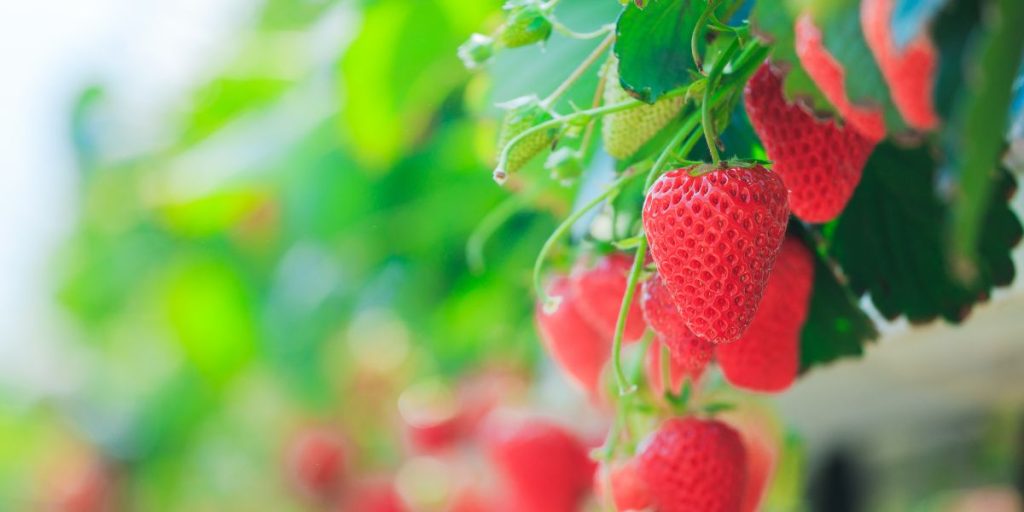 GROW SUCCULENT STRAWBERRIES THROUGHOUT THE SUMMER WITH TRACE MINERALS