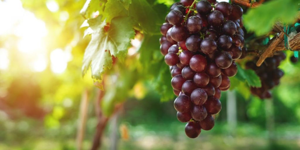 C Red Grapes
