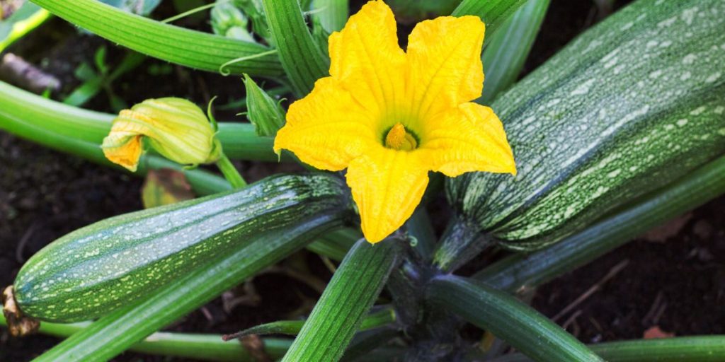 Power of magnesium to keep your garden ticking all summer
