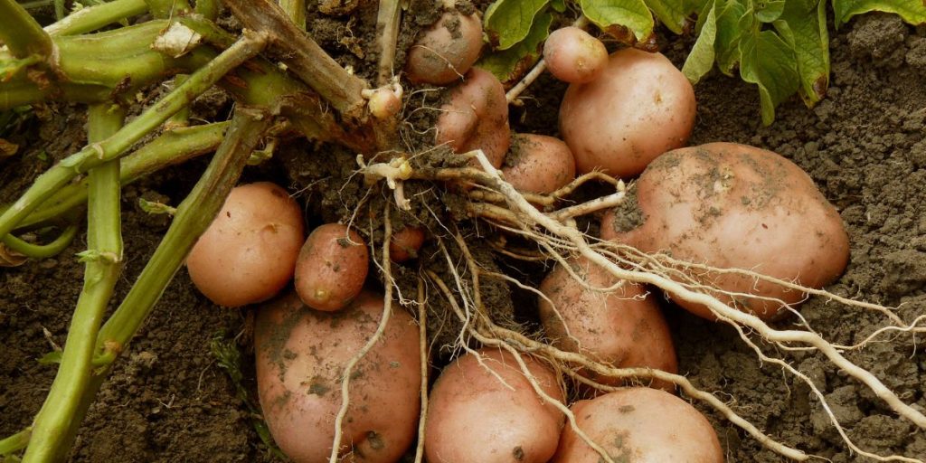 Optimising crop planting for potatoes and onions: Essential tools for commercial growers to get in front of disease issues. 13 Growing Potatoes and onions
