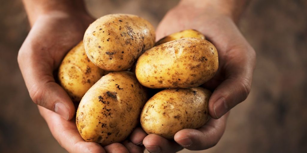 Growing potatoes and onions using biological organisms and fulvic acid 12 Optimising crop planting for potatoes and onions