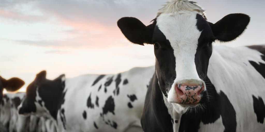 Dairy farmers: Increase dry matter and yield in cereal crops and winter grasses with advanced nutrition 12 winter grasses for dairy