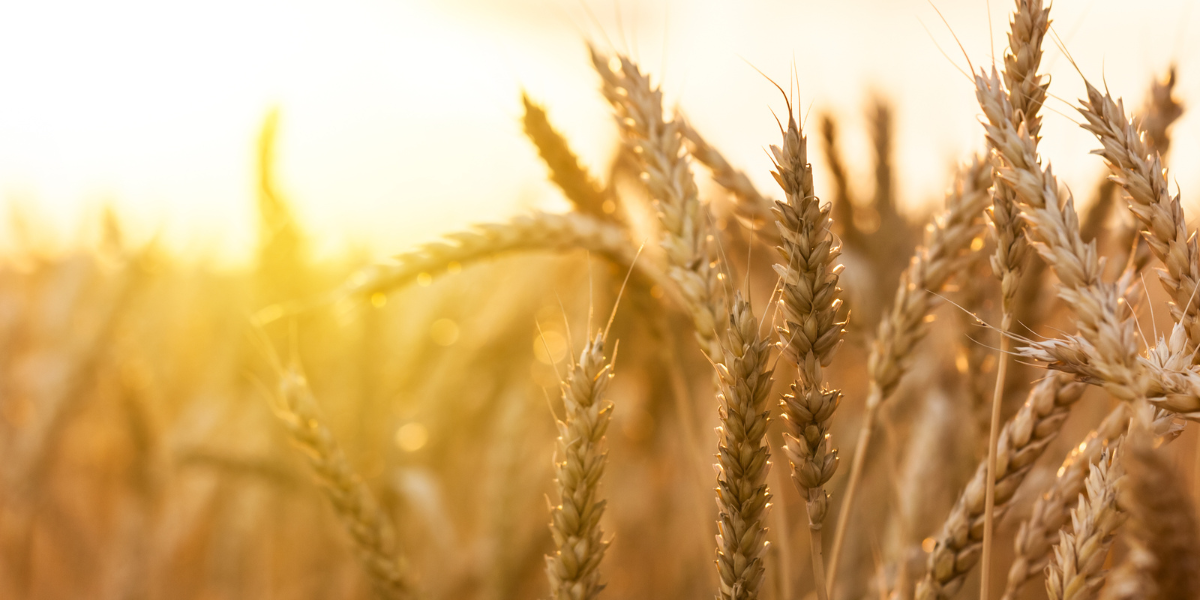 Dairy farmers: Increase dry matter and yield in cereal crops and winter grasses with advanced nutrition 3 barley crop