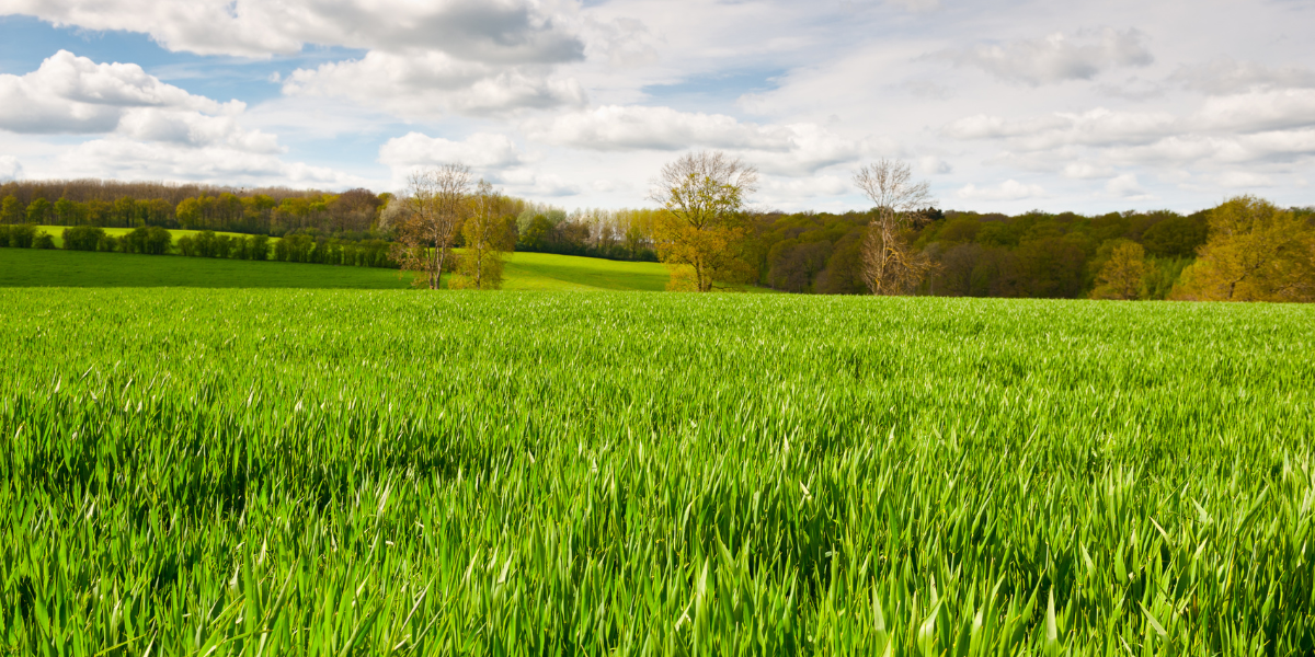 Dairy farmers: Increase dry matter and yield in cereal crops and winter grasses with advanced nutrition 5 winter wheat fertilisation