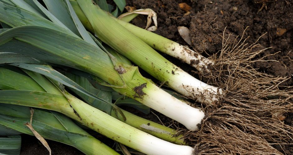 Winter Gardening in NZ - preparing and sowing your garden for the cooler months. 4 Regenerative Gardening
