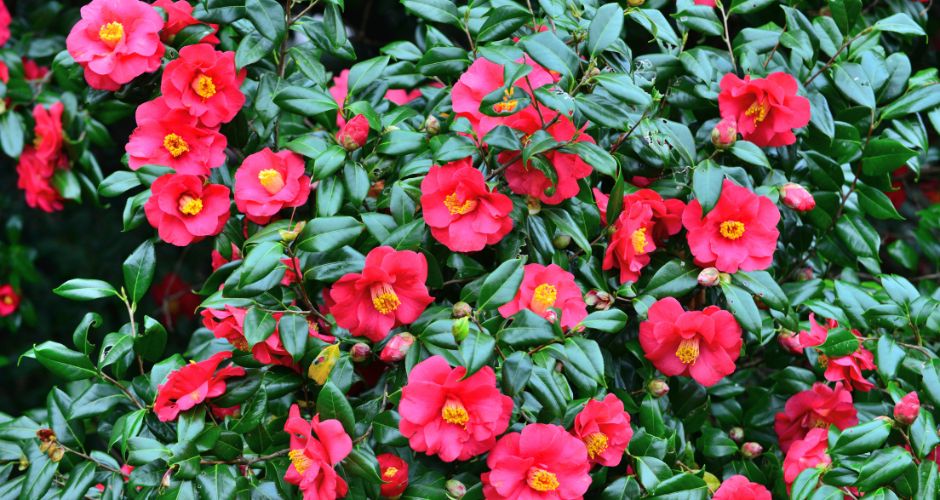 Winter Gardening in NZ - preparing and sowing your garden for the cooler months. 3 Soil Health