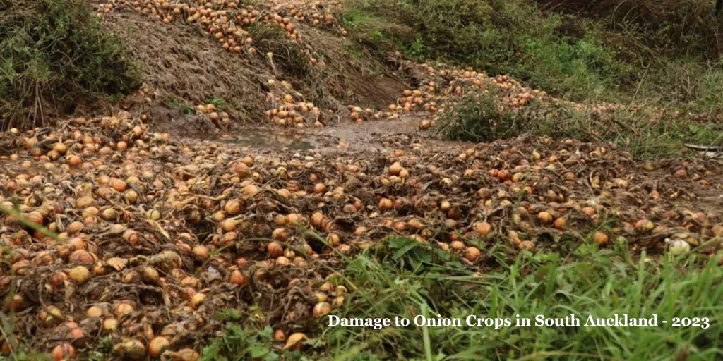 A smart biological strategy for growing onions and other allium crops in NZ using Rootella F 5 Damage to Onion Crops in South Auckland 2023