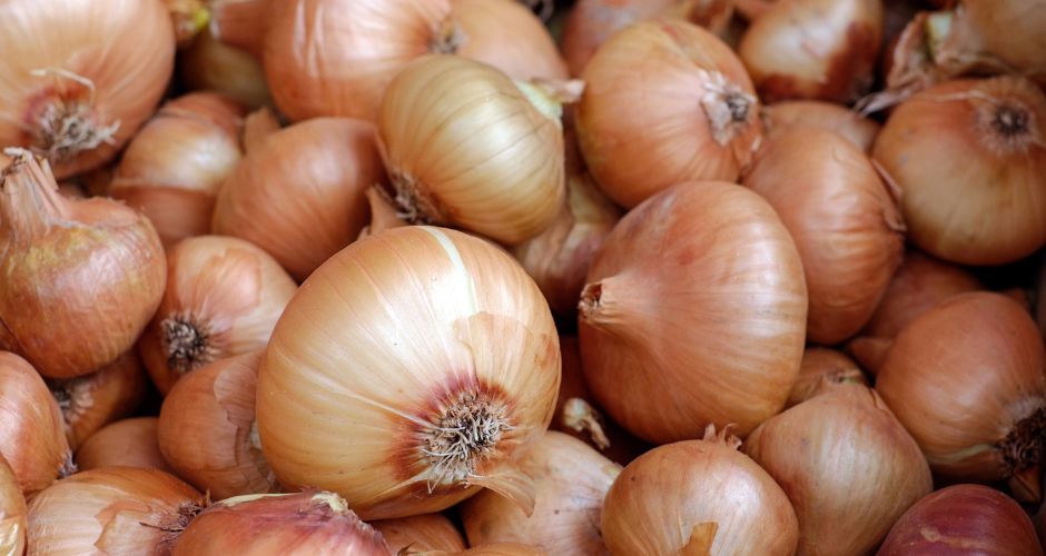 Growing onions, garlic, and leeks at home with Rootella and Superzyme 3 Growing onions at home with Rootella and Superzyme