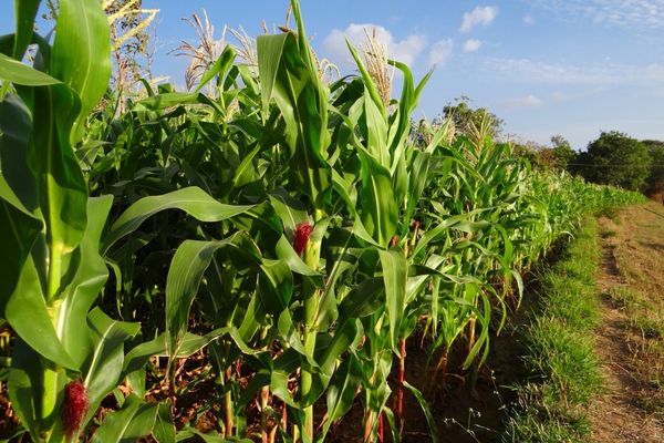 Sustainability 8 Environmental achievements Roots, Shoots and Fruits
