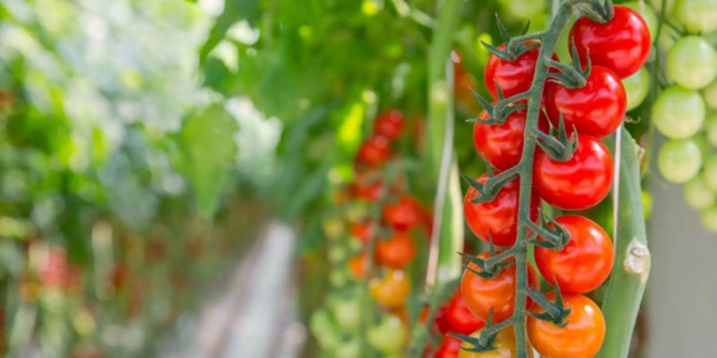 Integrating Mycorrhizal Fungi and Fulvic Acid into Winter Vegetable and Greenhouse Cropping Systems 3 Mycorrhizal Fungi Greenhouse