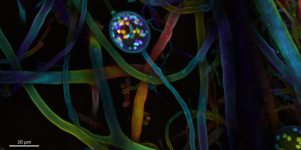 Rooted in Nature: The Case for Mycorrhizal Fungi in Commercial Horticulture 2 Mycorrhizal fungi editorial SPUN image