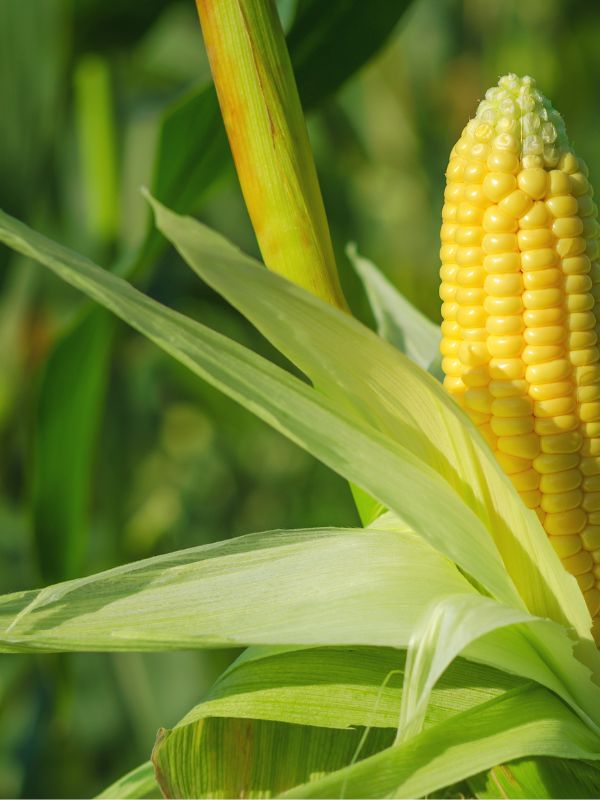 Rootella Compatibility Tool Corn
