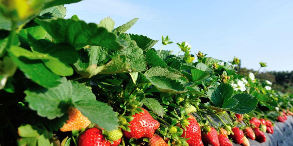 Strawberry plant growth